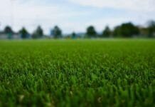 The Integral Role of Turf Services in Home Exterior Enhancement Turf